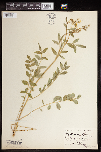 Polemonium reptans image