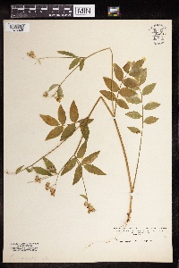 Polemonium reptans image