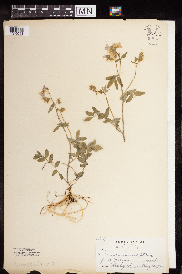 Polemonium reptans image