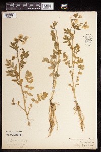 Polemonium reptans image