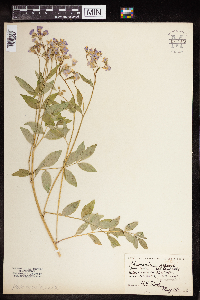 Polemonium reptans image