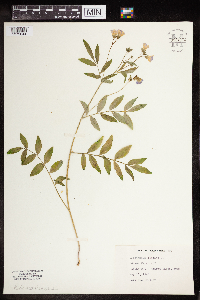 Polemonium reptans image