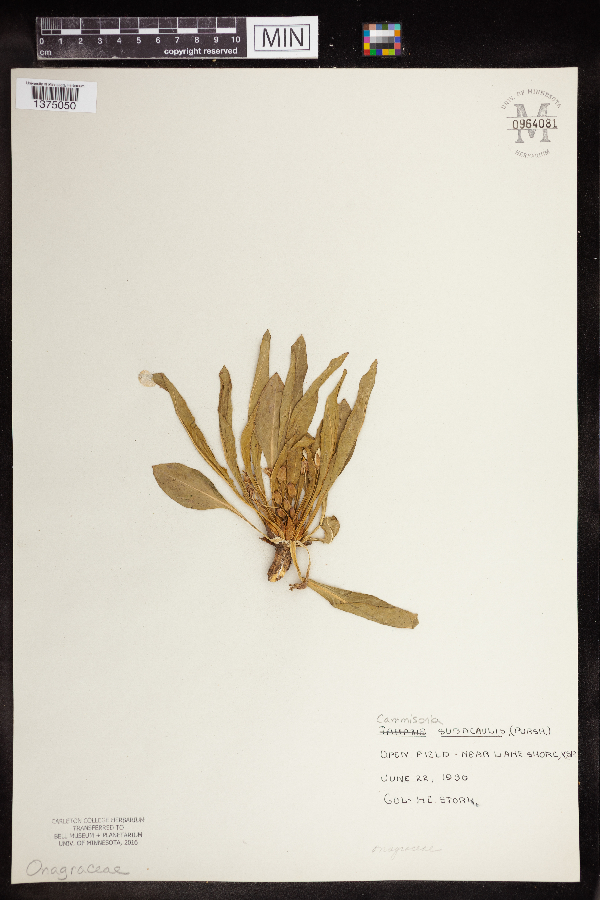 Taraxia subacaulis image