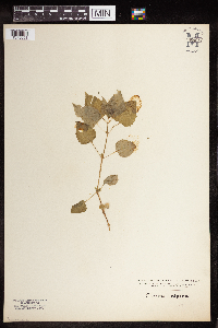 Thumbnail image of current specimen