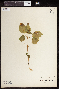 Circaea x intermedia image