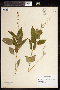 Circaea x intermedia image