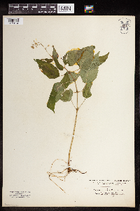 Circaea lutetiana image
