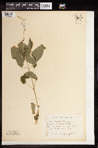 Circaea lutetiana image