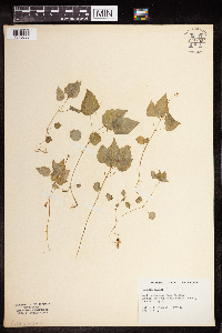 Circaea alpina image