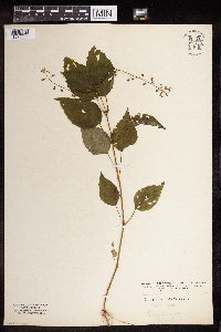 Circaea canadensis subsp. canadensis image
