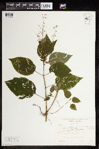 Circaea canadensis subsp. canadensis image