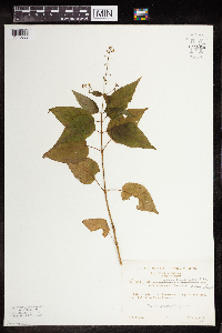 Circaea canadensis subsp. canadensis image
