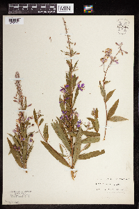 Chamaenerion angustifolium image