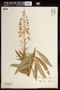 Chamaenerion angustifolium image