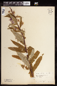 Chamaenerion angustifolium image