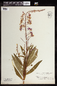 Chamaenerion angustifolium image