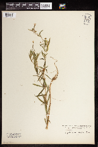 Epilobium densum image