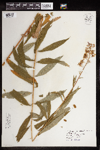 Chamaenerion angustifolium image