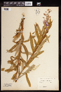 Chamaenerion angustifolium image