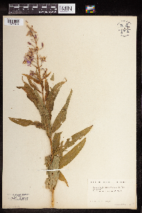 Chamaenerion angustifolium image