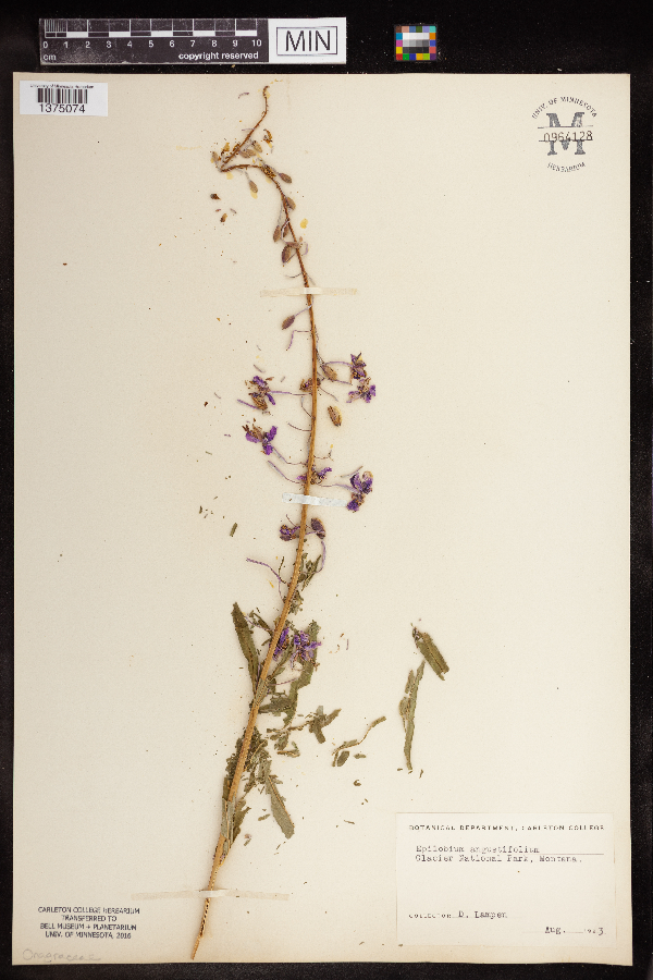 Chamaenerion angustifolium image