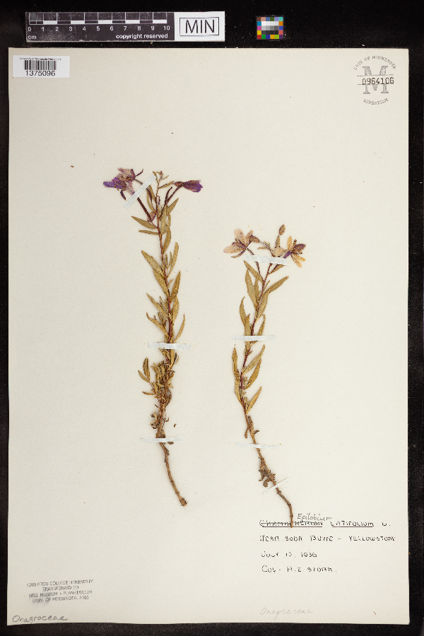 Chamaenerion latifolium image