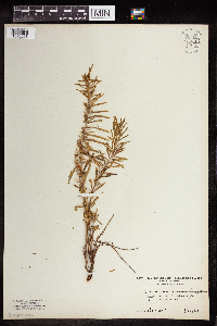 Epilobium leptophyllum image
