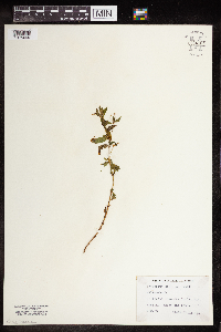 Epilobium densum image