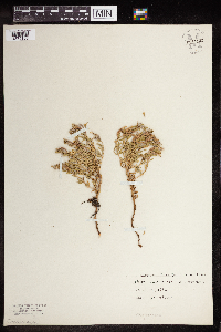 Epilobium suffruticosum image