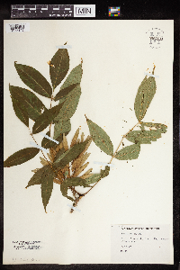 Fraxinus nigra image