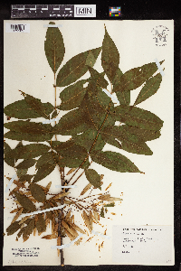Fraxinus nigra image