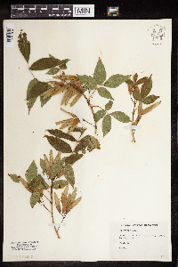 Fraxinus nigra image