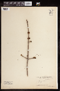 Fraxinus nigra image