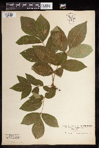 Fraxinus americana image