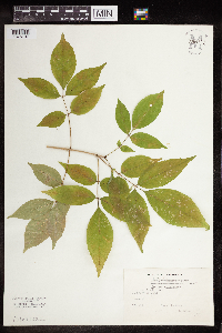 Fraxinus americana image