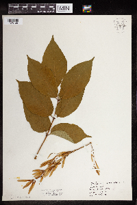 Fraxinus americana image