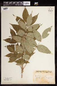 Fraxinus nigra image