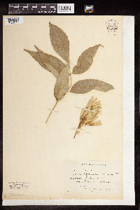 Media resource of Fraxinus pennsylvanica