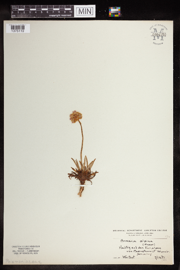 Armeria alpina image