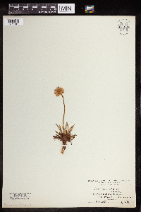 Image of Armeria alpina