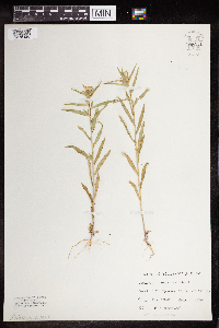 Collomia linearis image