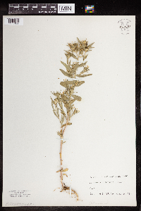 Collomia linearis image