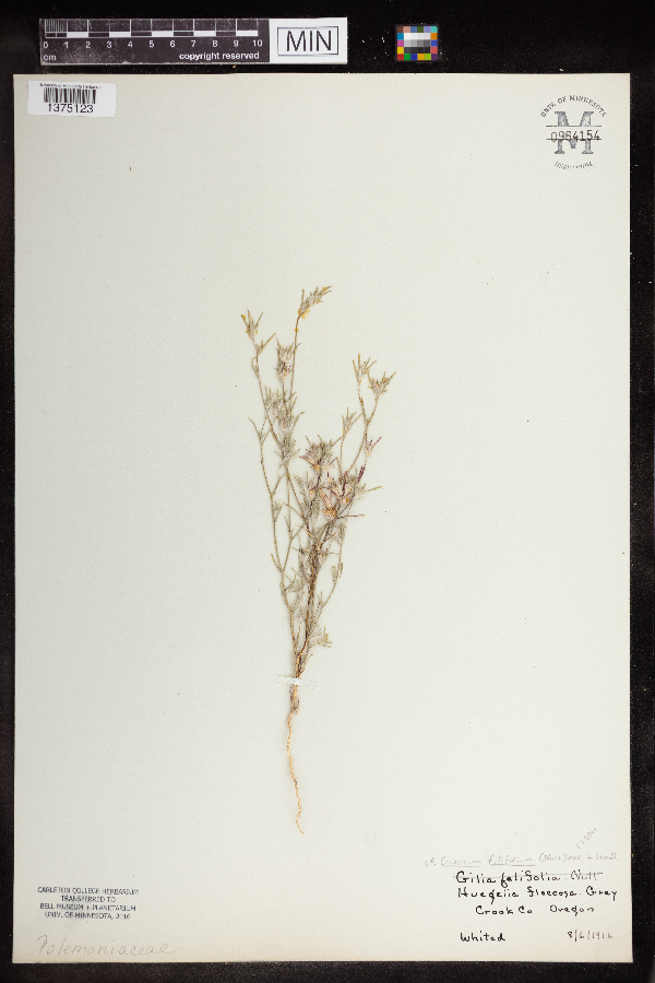 Eriastrum filifolium image