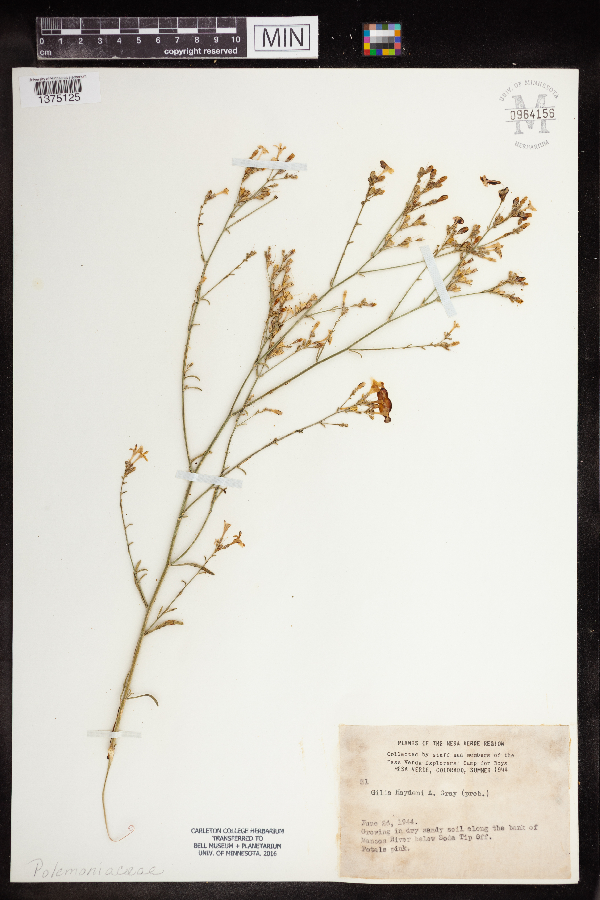 Gilia haydenii image