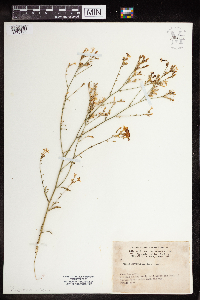 Image of Gilia haydenii