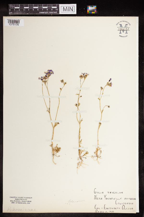 Gilia image