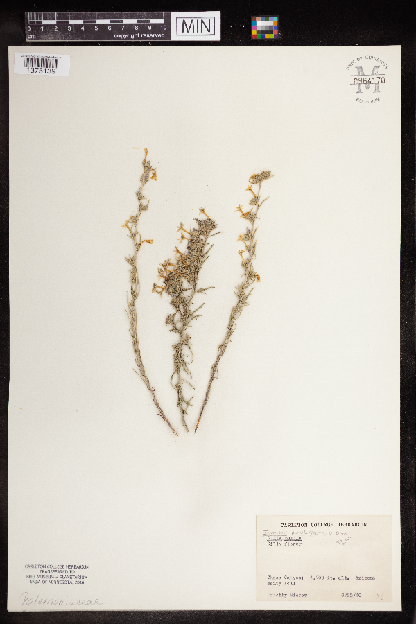 Ipomopsis pumila image