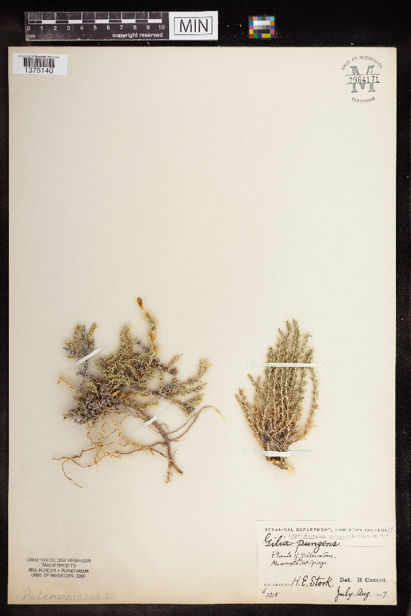 Leptodactylon pungens image