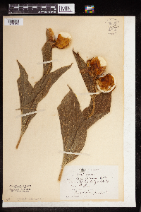 Media resource of Cypripedium spectabile