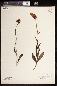 Dactylorhiza maculata image